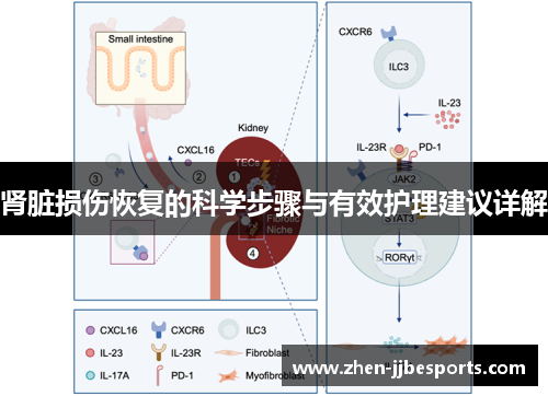 肾脏损伤恢复的科学步骤与有效护理建议详解